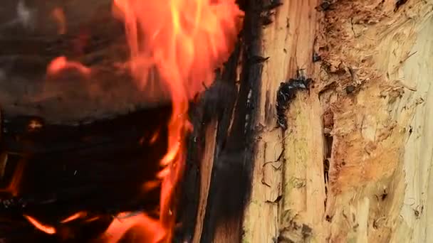 閉じる燃焼白樺薪のアップ 熱い石炭 遅い動きの背景に炎 — ストック動画