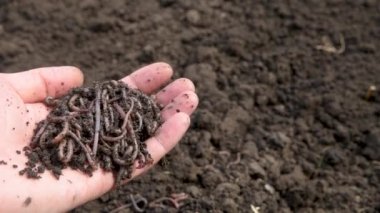 Çiftçinin elinde solucanlar var. Canlı balık avı. Tarım için organik gübreler. Geçmişi. 4K video.