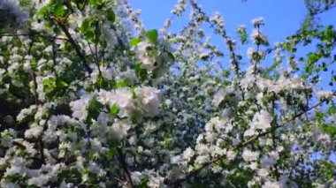 Rüzgarda çiçek açan elma ağacı. Mavi gökyüzüne karşı meyve ağacı. Bahar