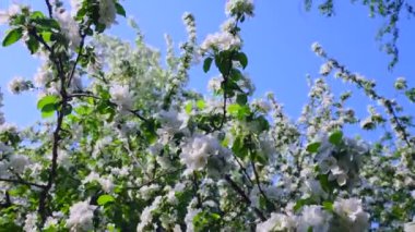 Rüzgarda çiçek açan elma ağacı. Mavi gökyüzüne karşı meyve ağacı. Bahar.
