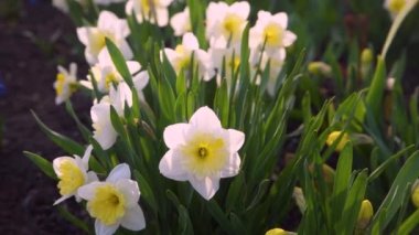 Bahçede çiçek açan sarı ve beyaz nergisler. Büyüyen çiçekler. Rüzgarda sallanıyor.