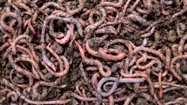 Gusanos Tierra Suelo Fertilizado Primer Plano Granja Pesca Cebo Vivo — Vídeo de stock