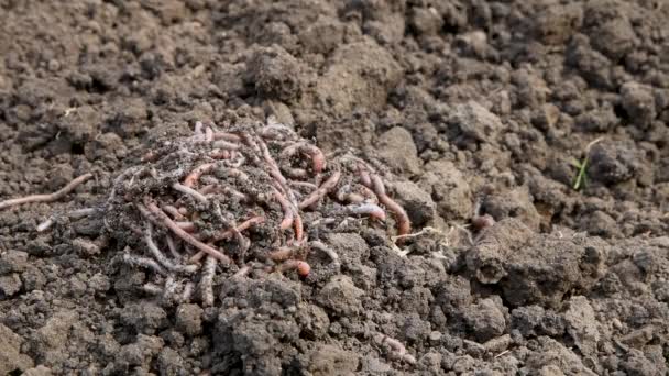 Las Lombrices Tierra Arrastran Activamente Sobre Suelo Fertilizado Granja Primer — Vídeos de Stock