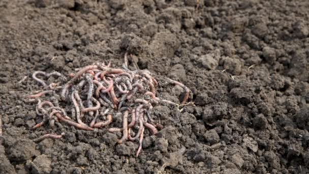 Regenwürmer Gedüngtem Boden Auf Einem Bauernhof Großaufnahme Lebendköder Angeln Organische — Stockvideo
