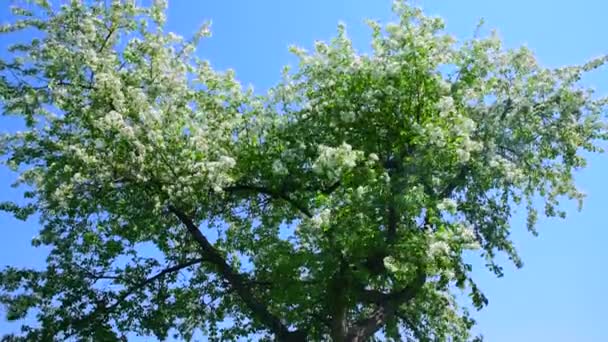 在风中绽放的苹果树 蓝天映衬着果树 — 图库视频影像