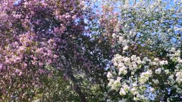 Цветущие Яблони Ветру Белыми Розовыми Лепестками Фруктовое Дерево Против Голубого — стоковое видео