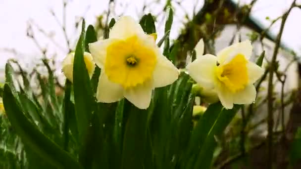 Κίτρινα Λουλούδια Ασφόδελοι Άφθονα Ποτισμένα Στον Κήπο — Αρχείο Βίντεο