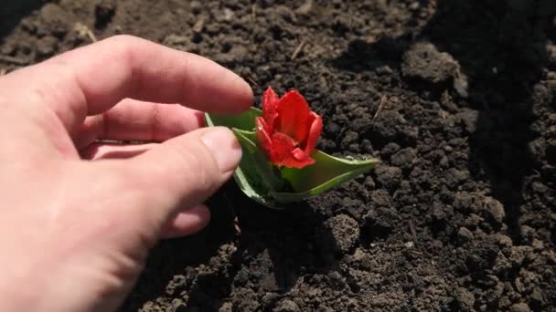 Чоловік Торкається Карликового Тюльпана Рукою Після Поливу Вирощування Квітів Сільське — стокове відео