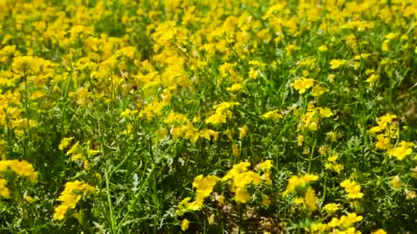 Feld Von Kleinen Gelben Blüten Wind Gelbsucht Kraut Schöne Florale — Stockvideo