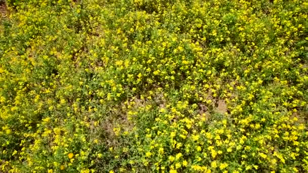 Χωράφι Μικρά Κίτρινα Λουλούδια Στον Άνεμο Ίκτερος Βότανο Όμορφο Λουλουδάτο — Αρχείο Βίντεο