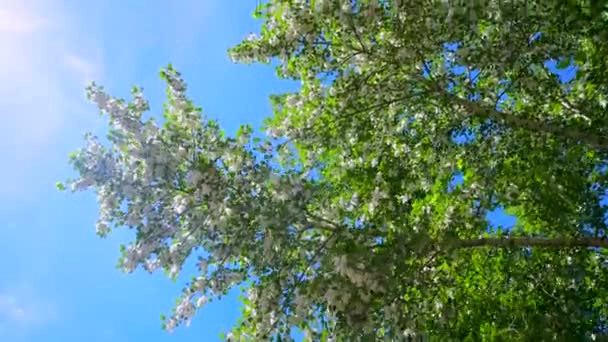 Poplar Fluff Faller Från Ett Träd Mot Bakgrund Den Ljusa — Stockvideo