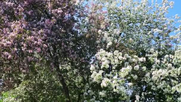 在风中盛开的苹果树 花瓣洁白而粉色 蓝天映衬着果树 — 图库视频影像