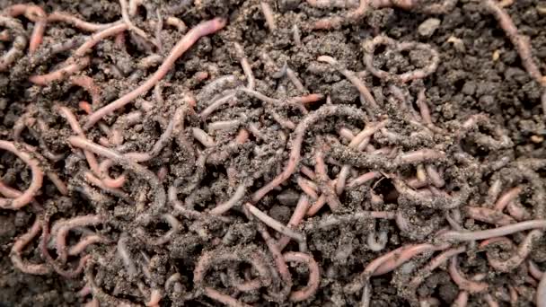 Regenwürmer Gedüngtem Boden Auf Einem Bauernhof Großaufnahme Lebendköder Angeln Organische — Stockvideo