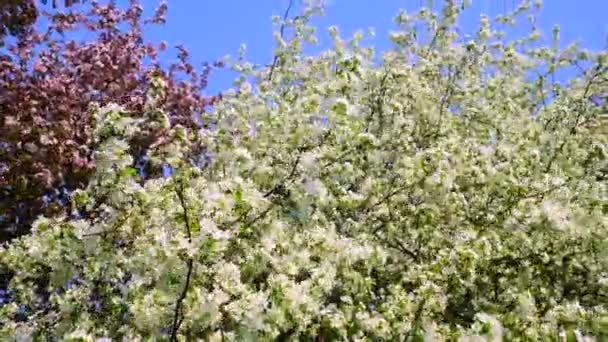 在风中盛开的苹果树 花瓣洁白而粉色 蓝天映衬着果树 — 图库视频影像