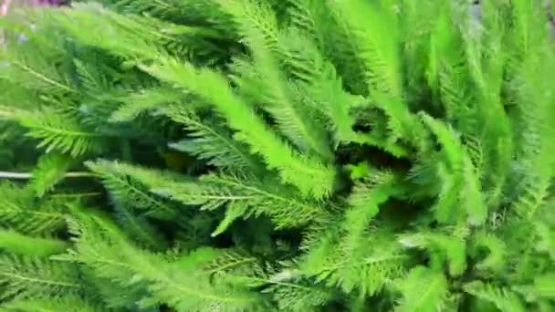 Frunzele Verzi Tinere Săgeată Plantă Medicinală Utilizată Medicină Gătit Horticultură — Videoclip de stoc
