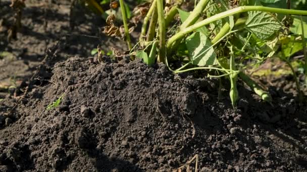 Adam Patatesleri Kürekle Topraktan Çıkarıyor Sonbaharda Hasat — Stok video