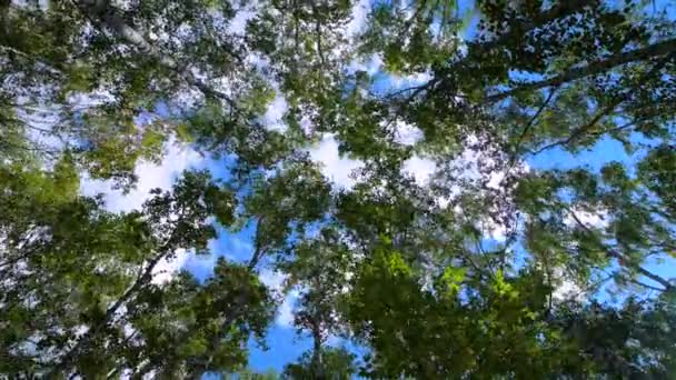 Τόποι Από Σημύδες Πράσινα Φύλλα Κυριαρχούν Στον Άνεμο Δέντρα Στον — Αρχείο Βίντεο