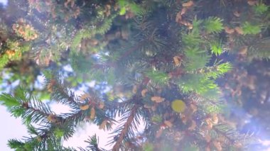 Parlak güneşin altında açan yeşil ladin. Güneş ışığında ladin dalları. İki video 