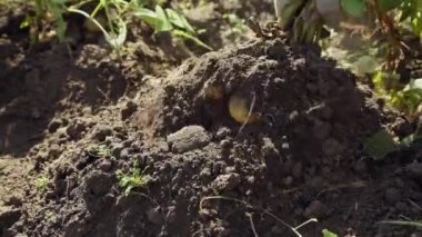 Adam patatesleri kürekle topraktan çıkarıyor. Sonbaharda hasat..