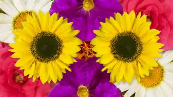 庭の花やひまわりの頭は自分の軸で回転します 花模様が違う色から アニメーション4Kビデオ — ストック動画