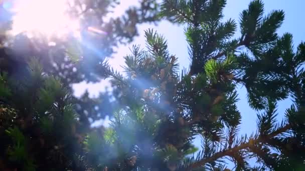 Bloeiende Groene Sparren Felle Zon Spar Takken Het Zonlicht — Stockvideo