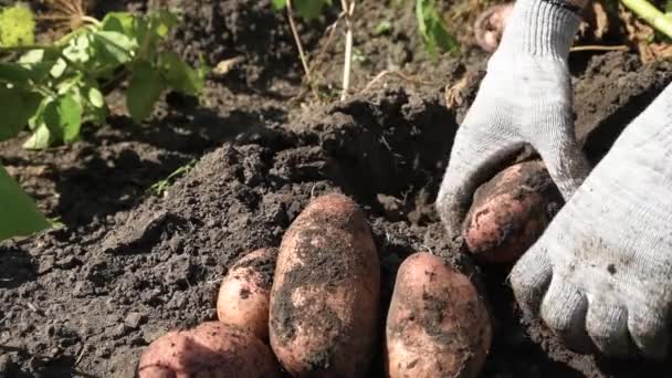 Adam Patatesleri Kürekle Topraktan Çıkarıyor Sonbaharda Hasat — Stok video