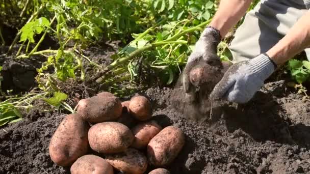 Mannen Gräver Potatis Marken Och Plockar Grönsaksknölar Med Händerna Höstsamling — Stockvideo