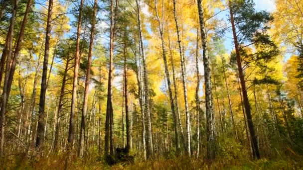 Foresta Autunnale Sole Splendente Luminose Foglie Betulla Gialla Una Foresta — Video Stock