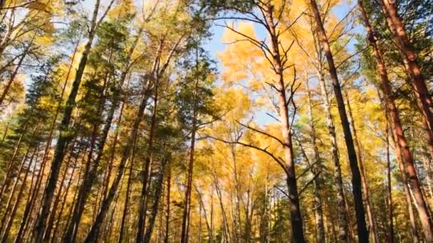 Forêt Automne Sous Soleil Feuilles Bouleau Jaune Brillant Dans Une — Video