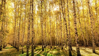 Huş ağacıyla kaplı sonbahar manzarası. Beyaz huş ağacı ve sarı yapraklar. Parlak güneşte.
