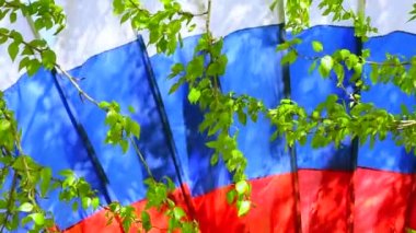 Rusya 'nın ulusal bayrağı rüzgarda dalgalanıyor. Yeşil yapraklar arasında üç renkli bayraklar.