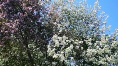 Rüzgarda çiçek açan elma ağaçları, beyaz ve pembe yapraklarla. Mavi gökyüzüne karşı meyve ağacı. Baharlar, bahçeler. 