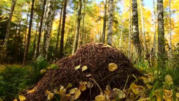 Φθινοπωρινό Δάσος Μεγάλη Μυρμήγκια Και Μυρμήγκια Δέντρα Έντονα Κίτρινα Φύλλα — Αρχείο Βίντεο