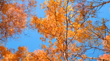  Mavi gökyüzüne karşı sonbahar ormanı. Huş ağacından düşen parlak sarı yapraklar. Alt manzara. Yavaş çekim.