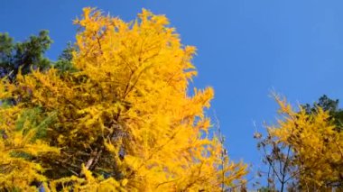 Sonbaharda mavi gökyüzüne karşı sarı iğneler ile tarla kuşu. Mevsimsel hava.