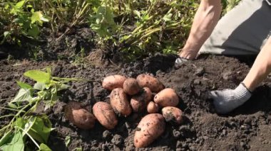 İnsan, patatesleri sapından çıkarıp yere koyarak toplar. Sonbahar toplantısı. Yavaş çekim.