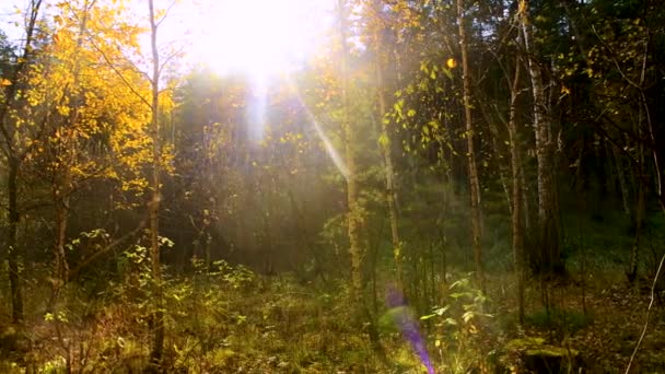 Bosque Hadas Otoño Sol Brillante Lugar Impenetrable Del Bosque Con — Vídeos de Stock