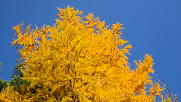 青い空に対して黄色の針で秋にカラマツ 季節の天候 — ストック動画