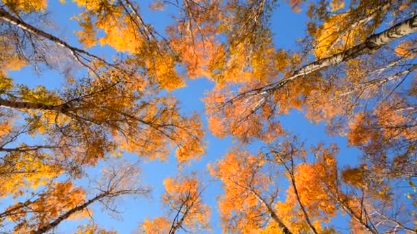 Foresta Autunnale Contro Cielo Blu Foglie Betulla Giallo Brillante Vista — Video Stock