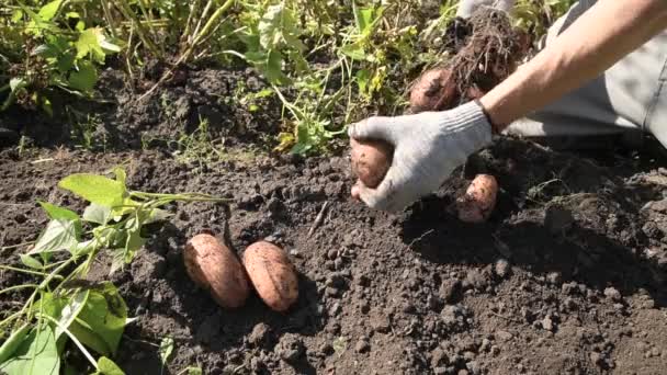 Der Mensch Sammelt Kartoffeln Indem Sie Vom Stiel Entfernt Und — Stockvideo