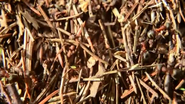Ameisenhaufen Wald Mit Roten Waldameisen Wildtiere Makroschießen — Stockvideo
