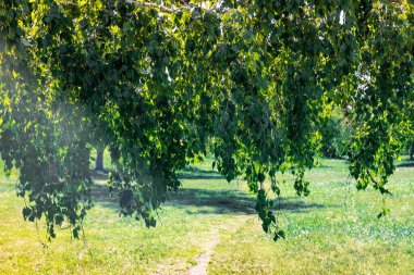 Birch branches with green leaves hang from the tree. Birch tilted to the ground in the park. The concept of harvesting brooms.