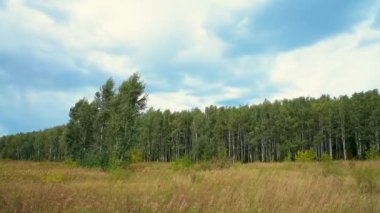Güçlü rüzgâr altında huş ağacı ormanı. Yapraklar ve ağaçlar sallanıyor. Steppe 'in şehir dışındaki manzarası. Mevsimsel hava. Kasırga rüzgarı. Yaz manzarası. Kuru ot.