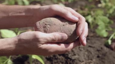 Adam patateslerden kuru toprağı silkeliyor. Yakın plan. Erkek eli. Yavaş çekim.