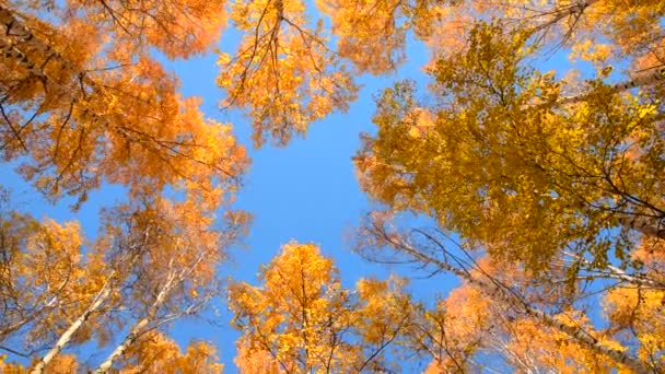 青い空に対する秋の森 明るい黄色の白樺の葉 一番下だ 軸の周りの円形の動きを持つパノラマ撮影 — ストック動画