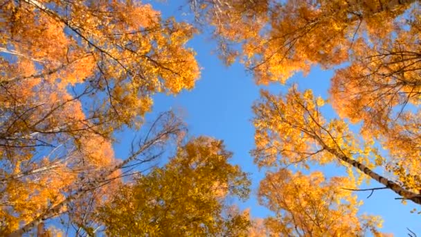青い空に対する秋の森 明るい黄色の白樺の葉 一番下だ 軸の周りの円形の遅い動きを持つパノラマ撮影 — ストック動画