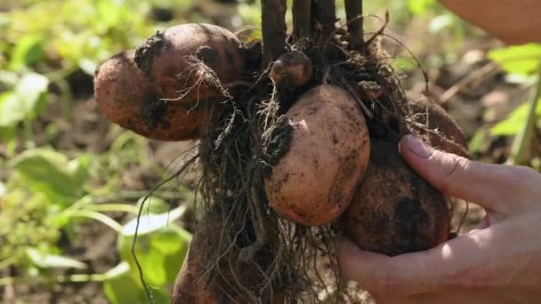 Der Mensch Zieht Die Kartoffelknollen Vom Stiel Ernte Aus Nächster — Stockvideo