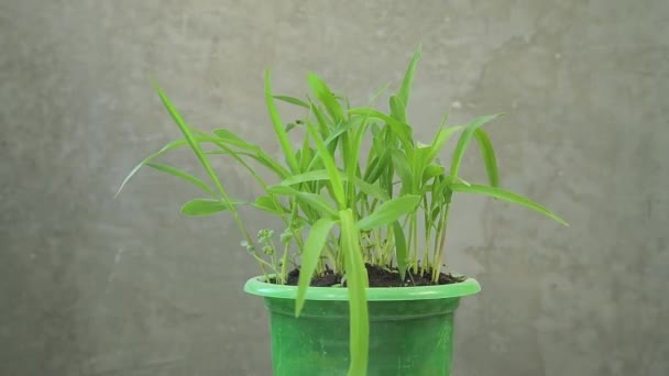 幼芽的玉米生长在混凝土墙后的一个罐子里 绕着自己的轴旋转 在家中种植蔬菜幼苗 — 图库视频影像
