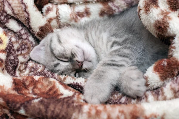可爱的小灰猫躺在毛毯里 在舒适的床上爱抚 英国条纹动物品种 软焦点 — 图库照片