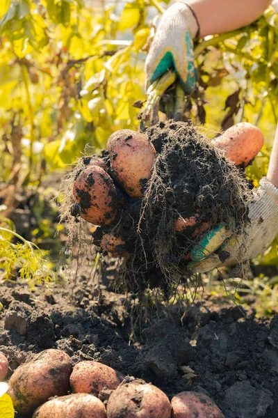 戴手套的女孩把挖出来的土豆放在茎上 收集块茎蔬菜 — 图库照片